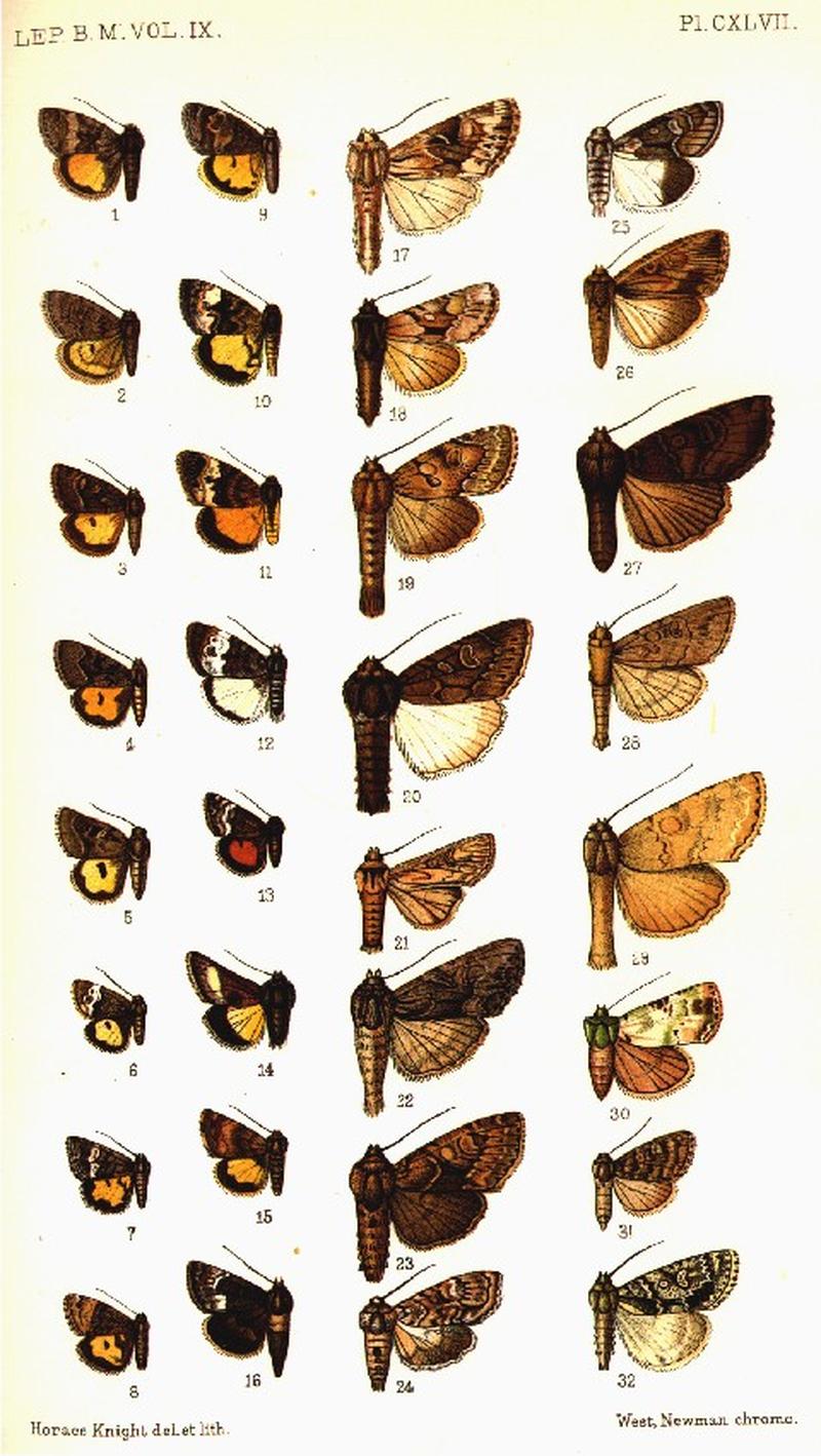 CATALOGUE-BM-PLATE CXLVII