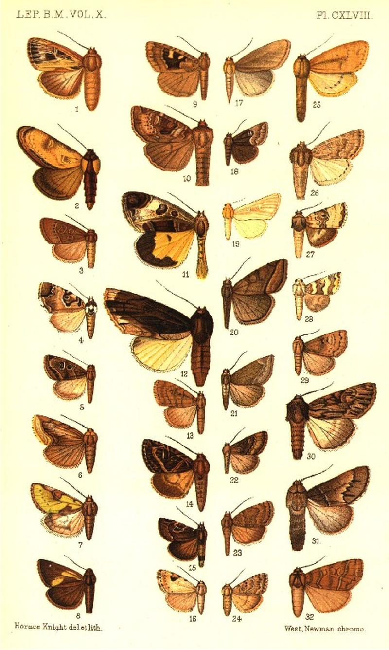 CATALOGUE-BM-PLATE CXLVIII