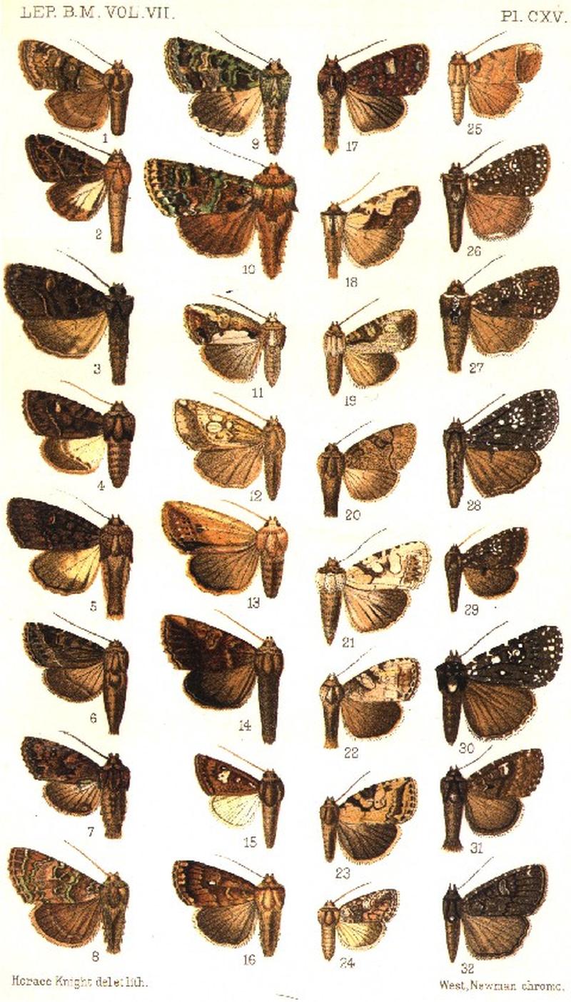 CATALOGUE-BM-PLATE CXV