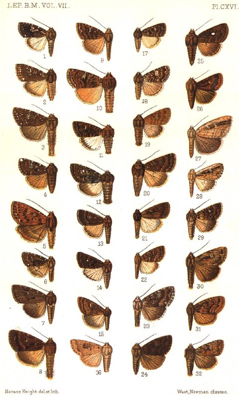 CATALOGUE-BM-PLATE CXVI