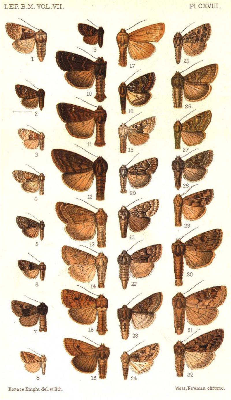 CATALOGUE-BM-PLATE CXVIII
