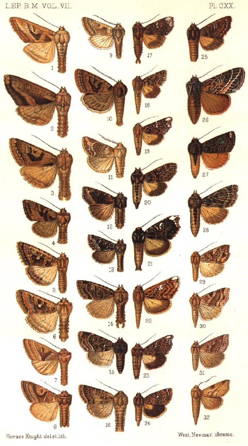 CATALOGUE-BM-PLATE CXX