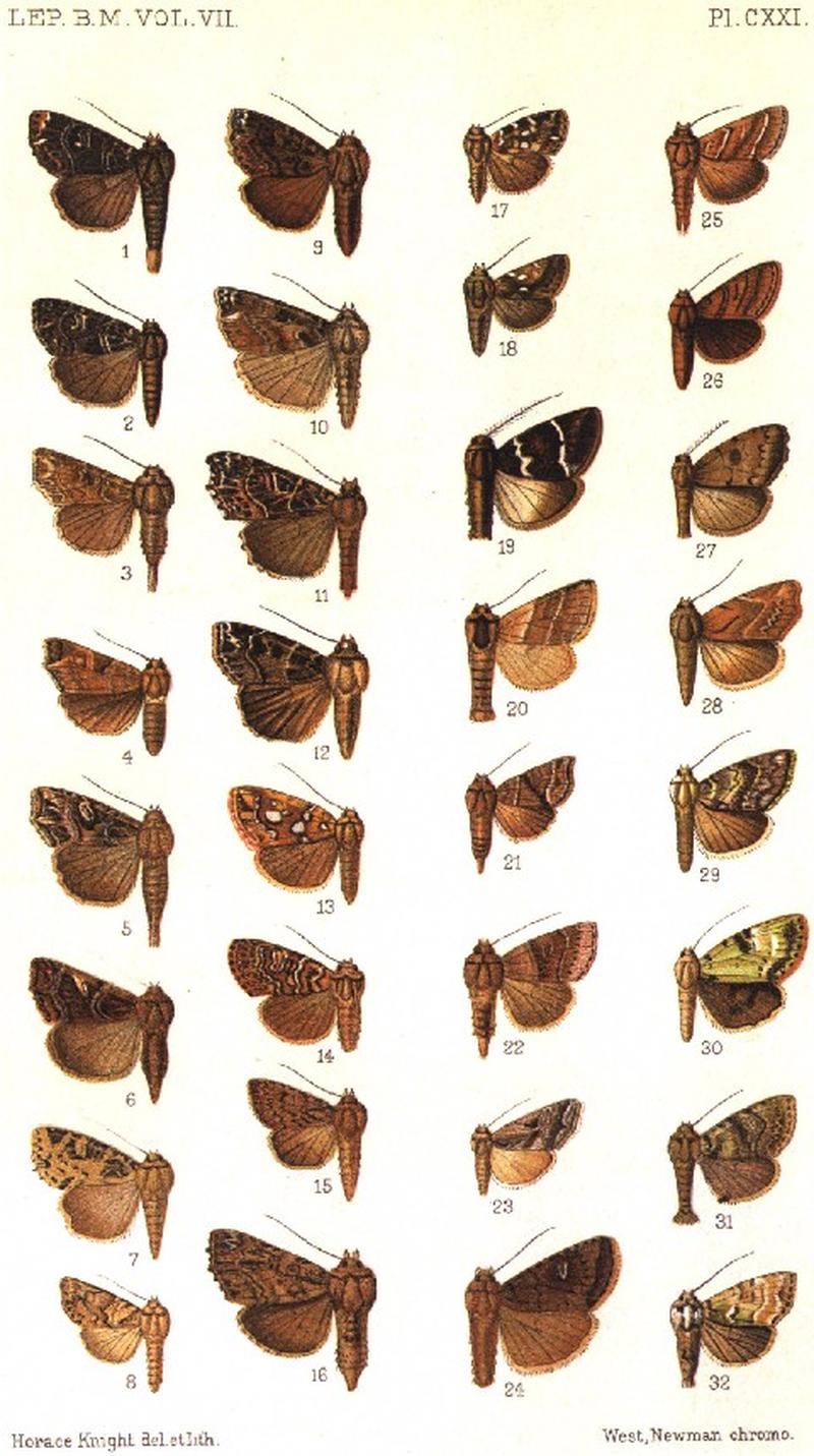 CATALOGUE-BM-PLATE CXXI