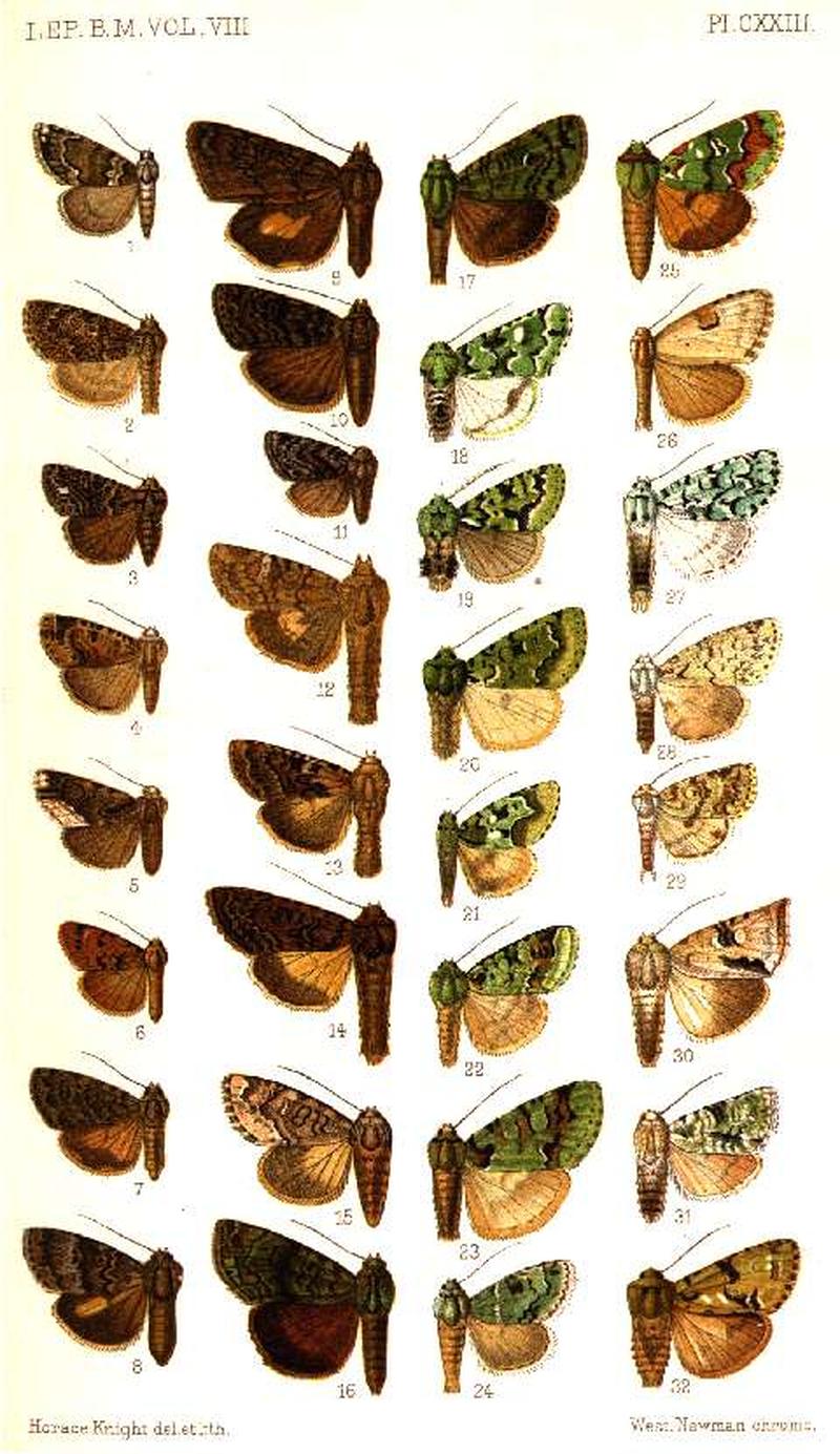 CATALOGUE-BM-PLATE CXXIII