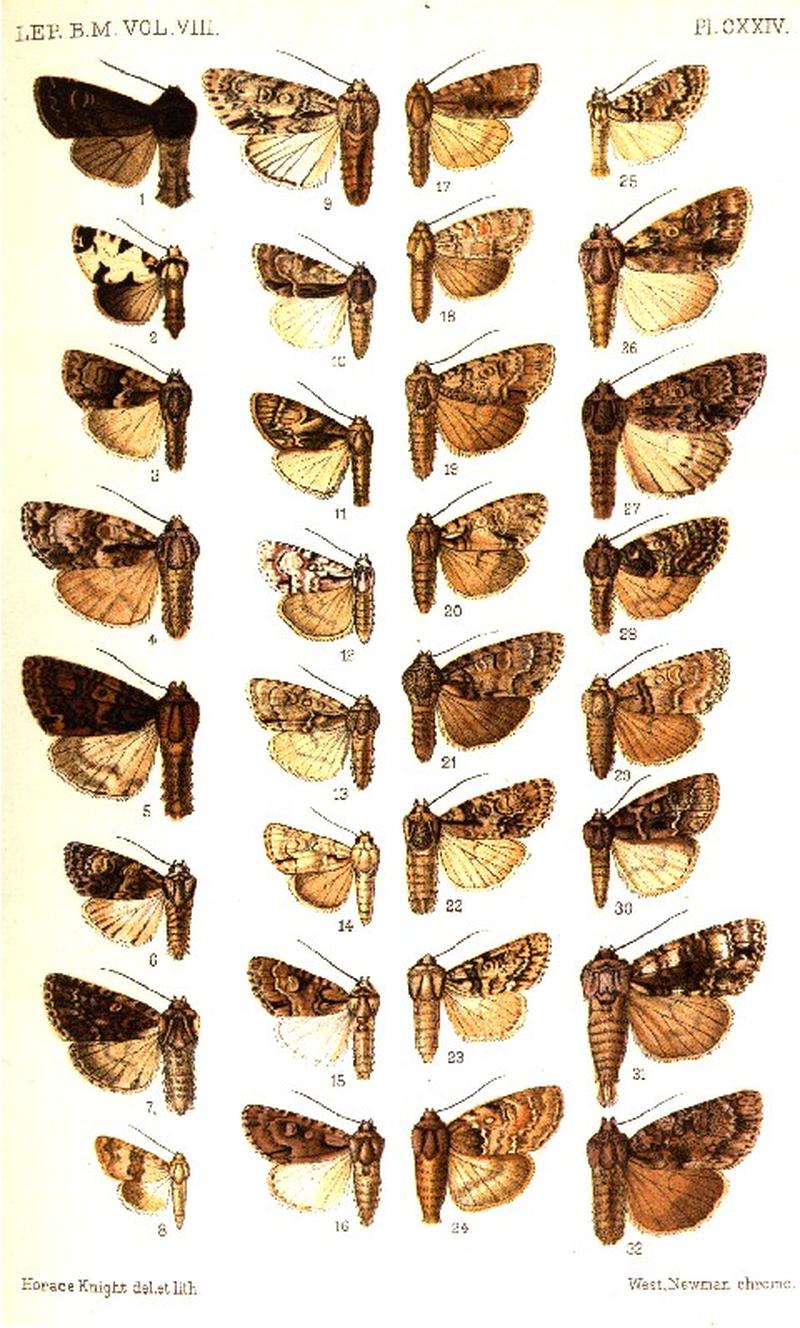 CATALOGUE-BM-PLATE CXXIV