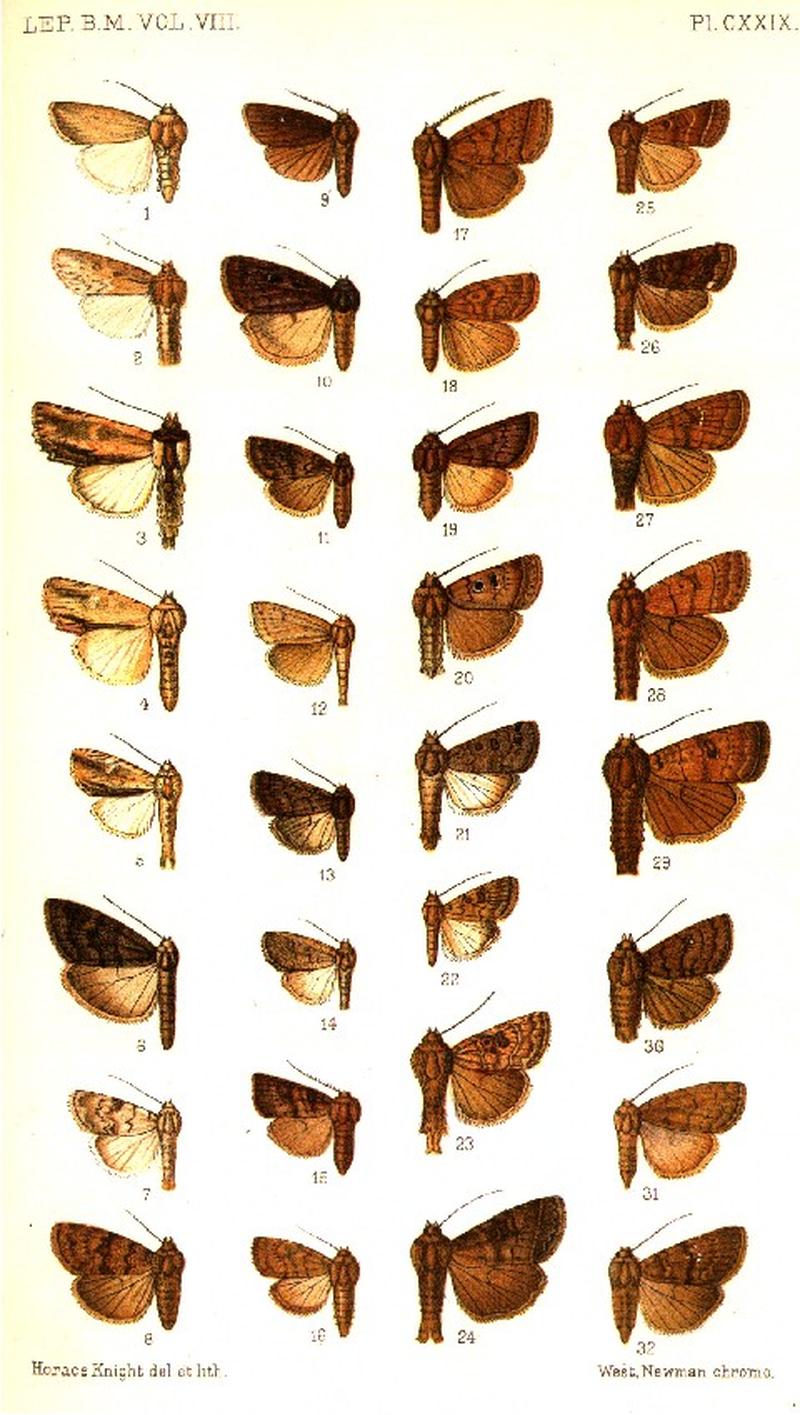 CATALOGUE-BM-PLATE CXXIX