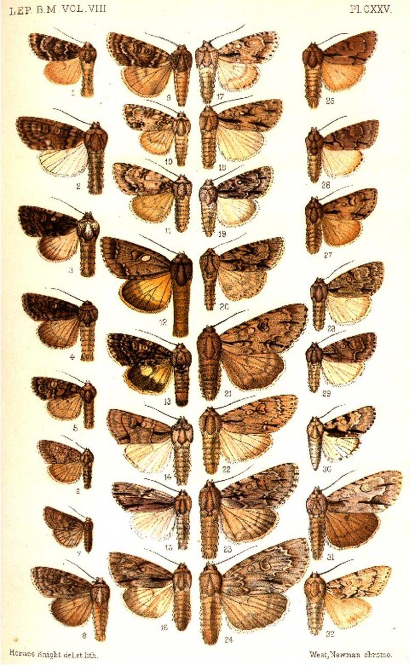 CATALOGUE-BM-PLATE CXXV