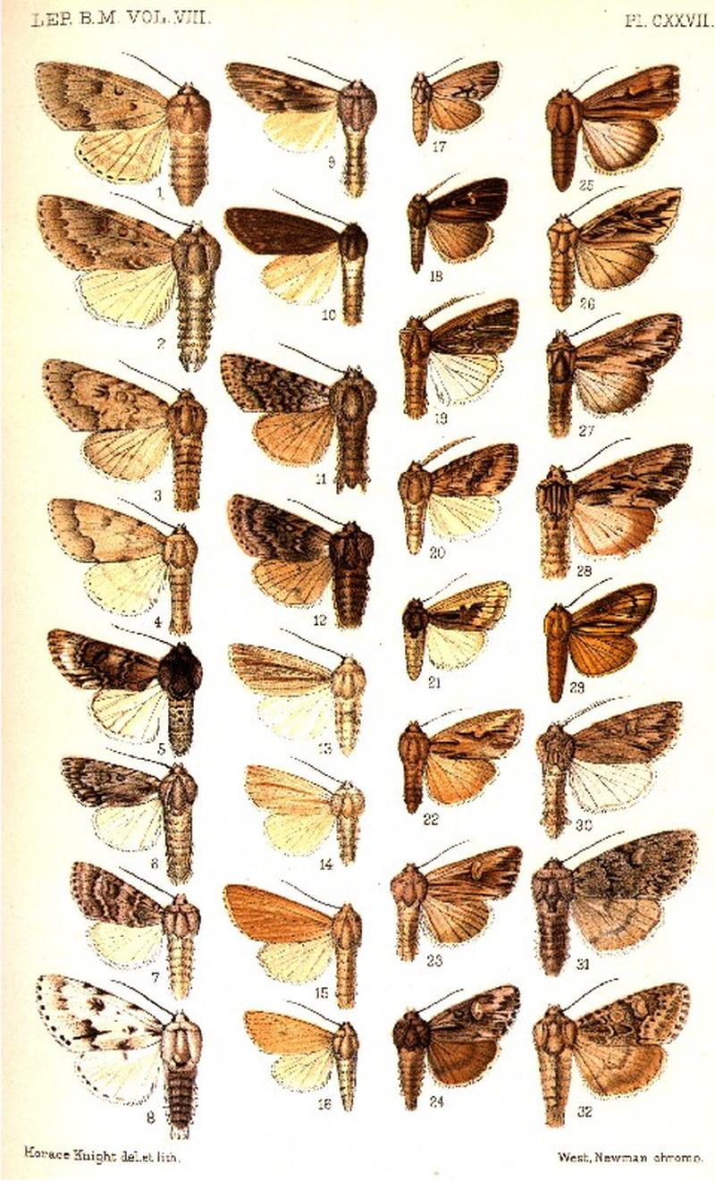 CATALOGUE-BM-PLATE CXXVII