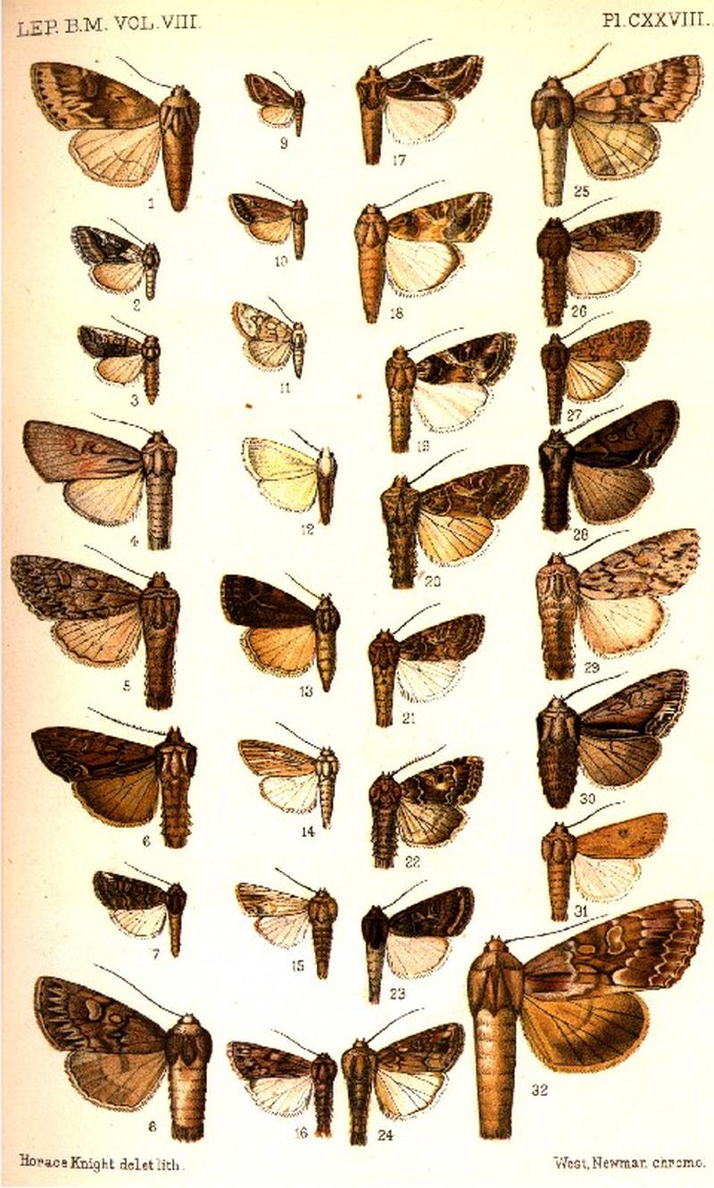 CATALOGUE-BM-PLATE CXXVIII