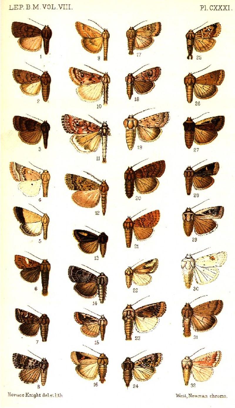 CATALOGUE-BM-PLATE CXXXI