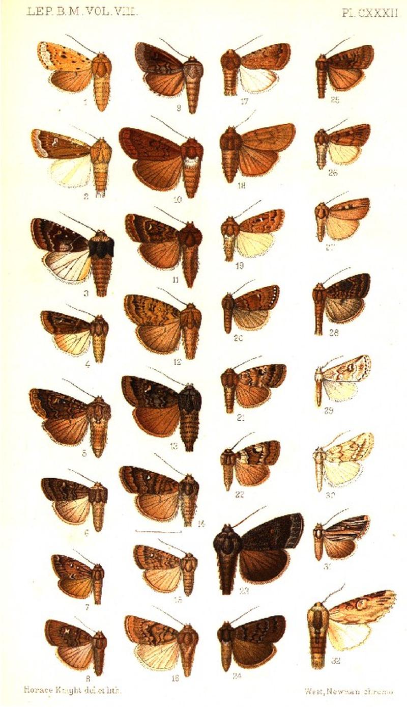 CATALOGUE-BM-PLATE CXXXII