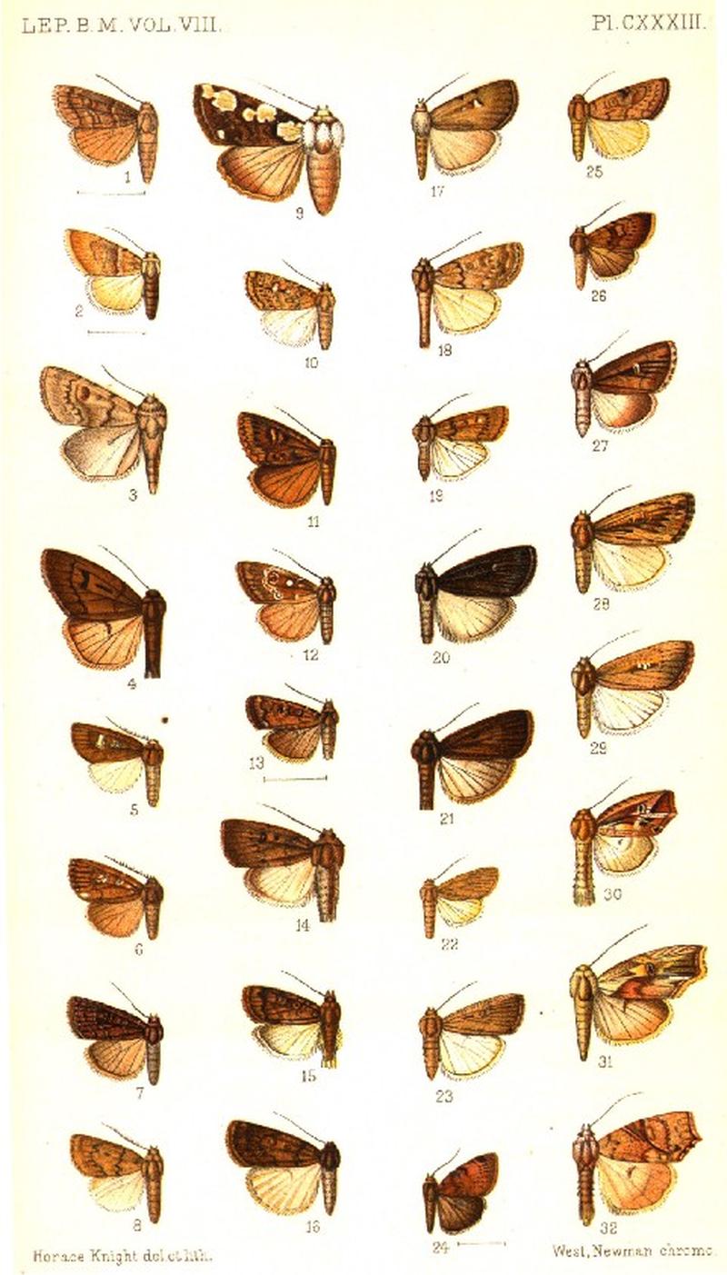 CATALOGUE-BM-PLATE CXXXIII