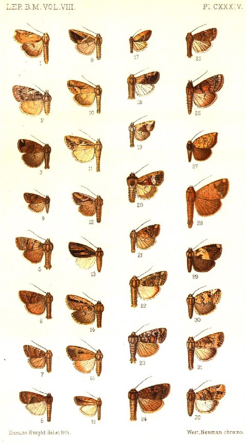 CATALOGUE-BM-PLATE CXXXIV