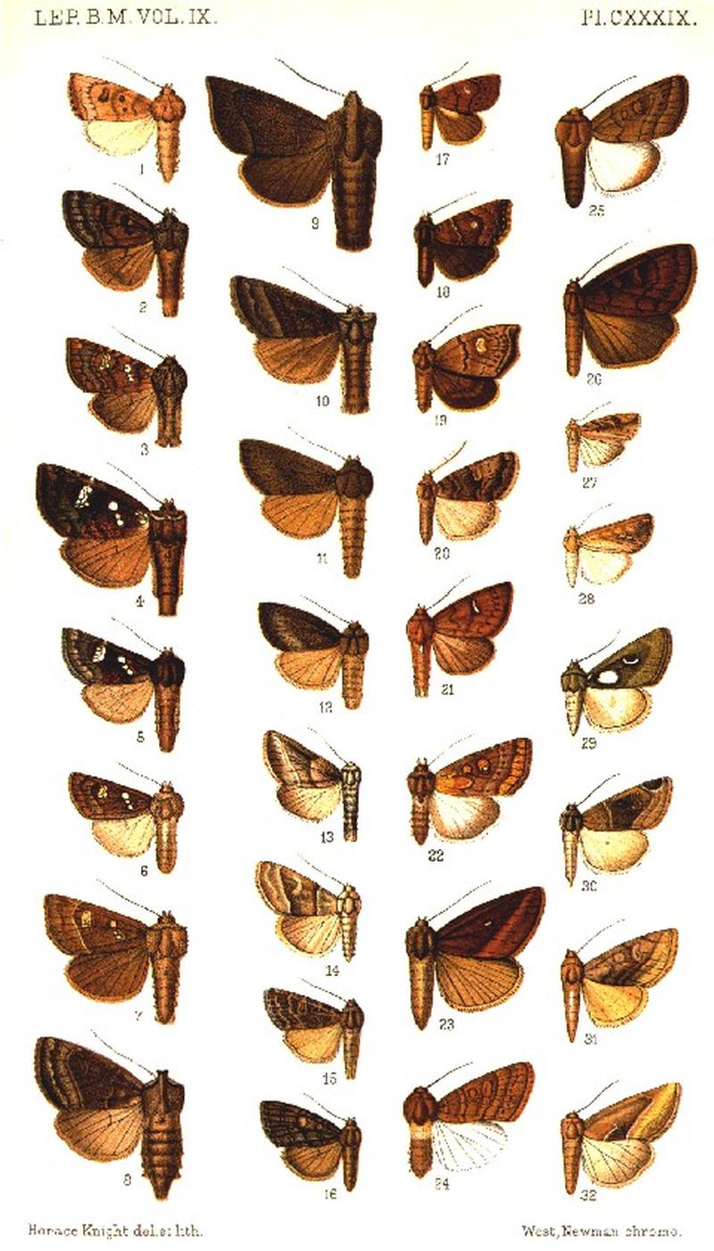 CATALOGUE-BM-PLATE CXXXIX