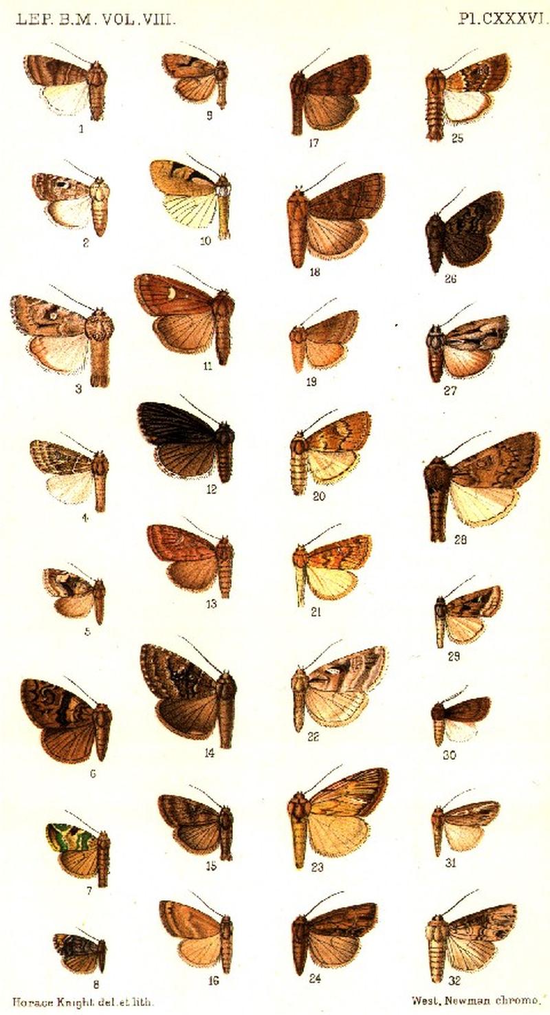 CATALOGUE-BM-PLATE CXXXVI