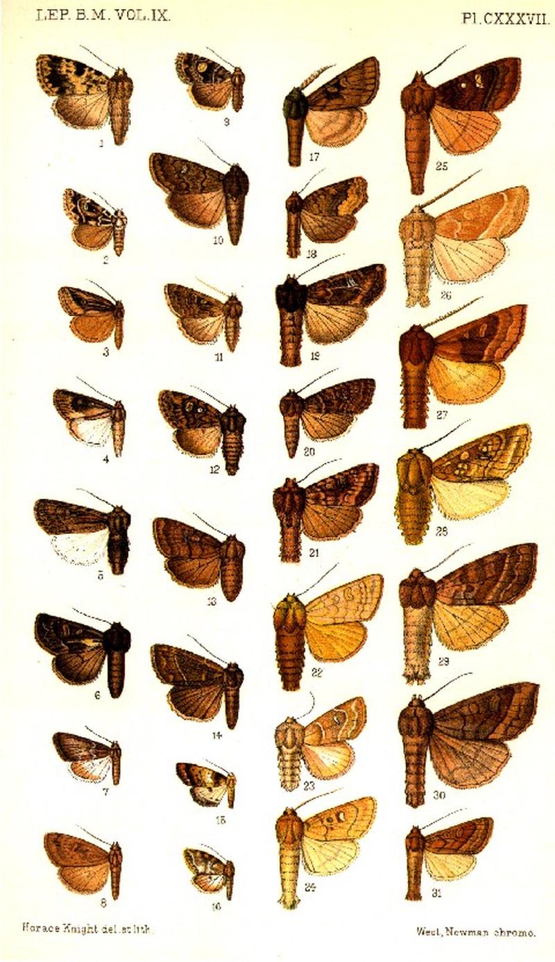 CATALOGUE-BM-PLATE CXXXVII