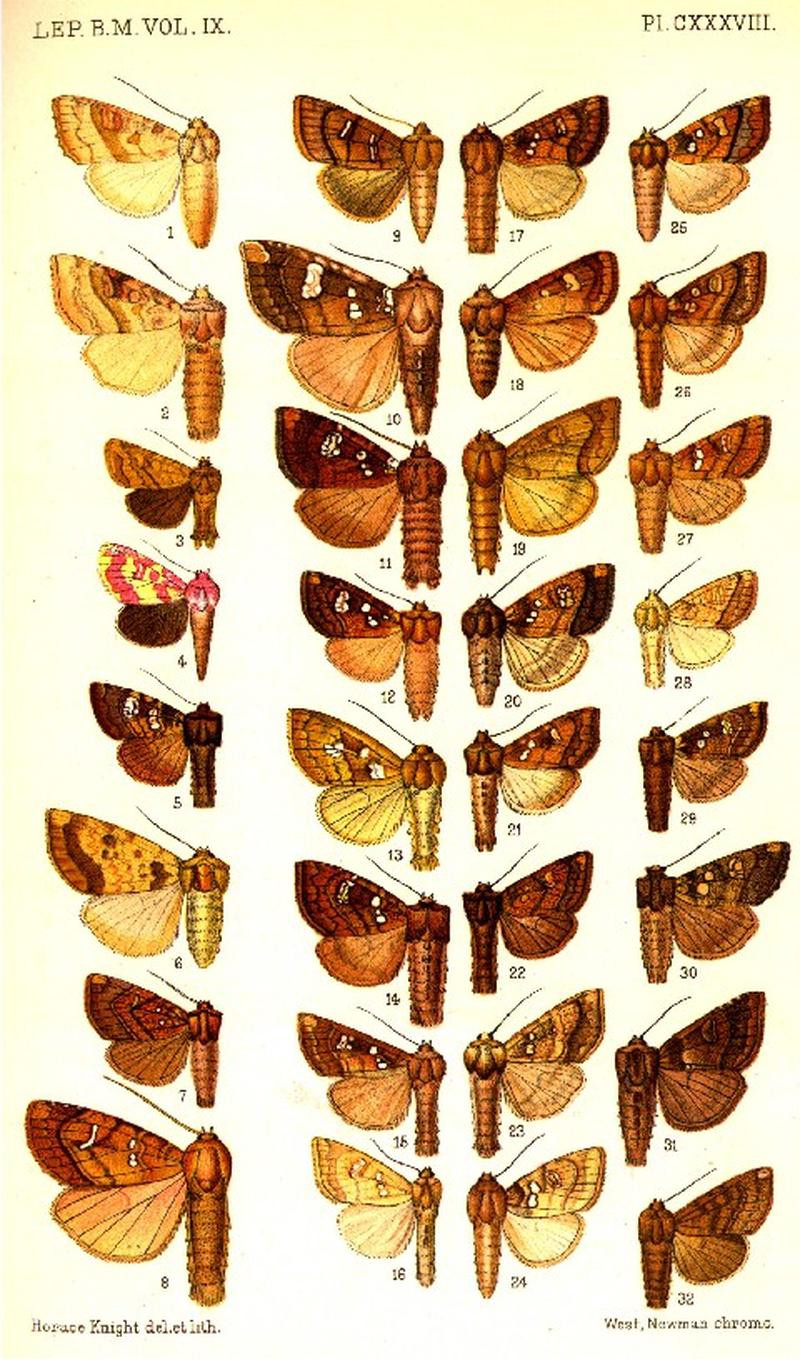 CATALOGUE-BM-PLATE CXXXVIII