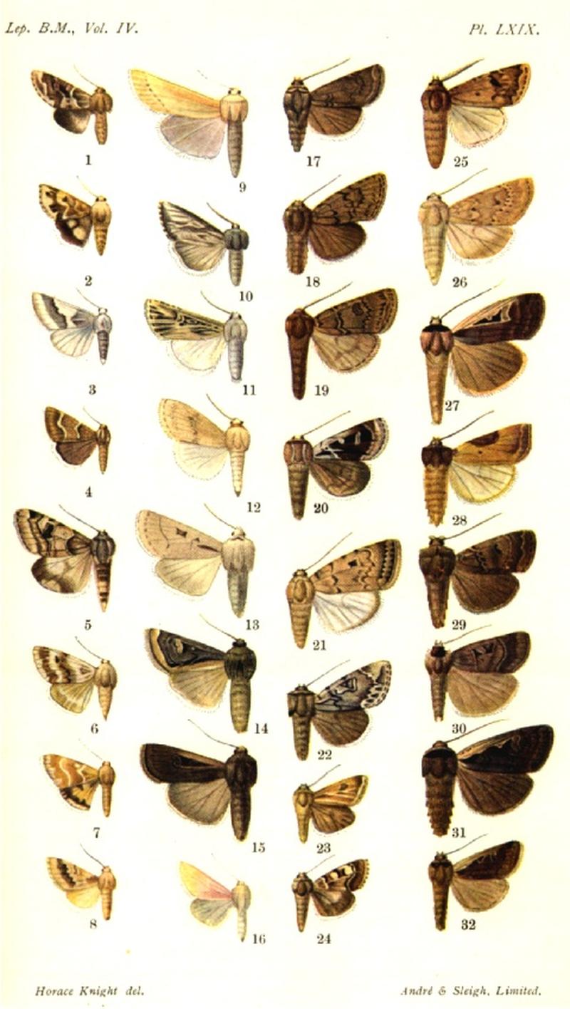 CATALOGUE-BM-PLATE LXIX