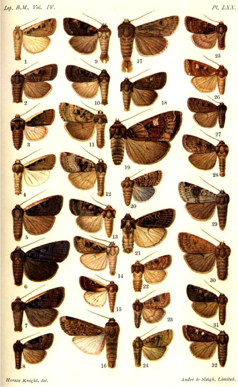 CATALOGUE-BM-PLATE LXX