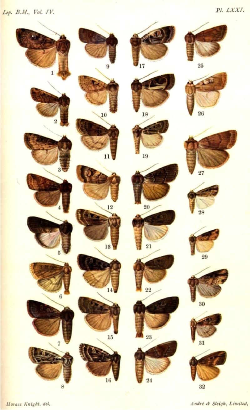 CATALOGUE-BM-PLATE LXXI