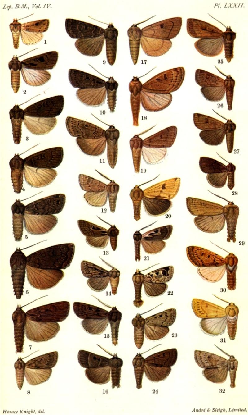 CATALOGUE-BM-PLATE LXXII