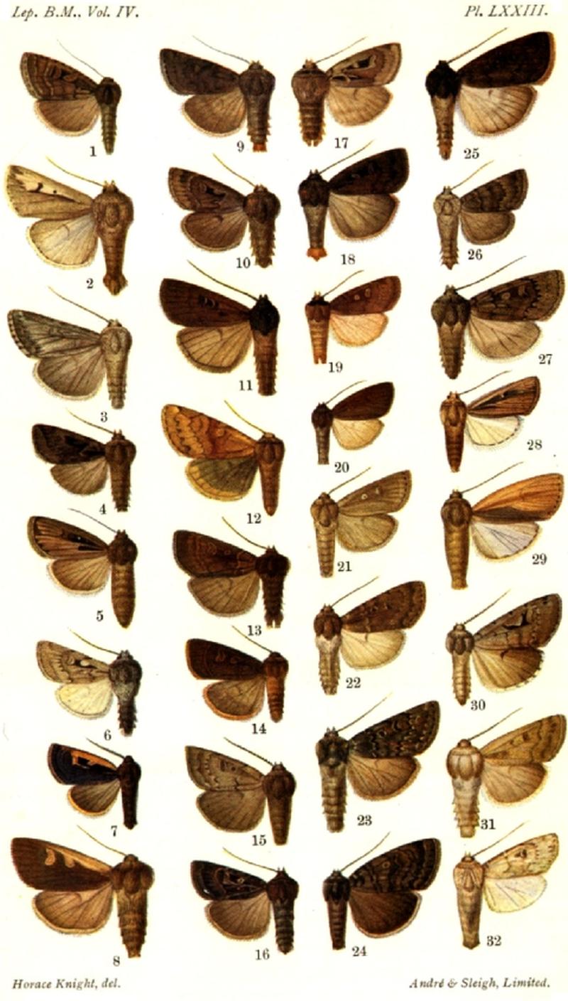 CATALOGUE-BM-PLATE LXXIII