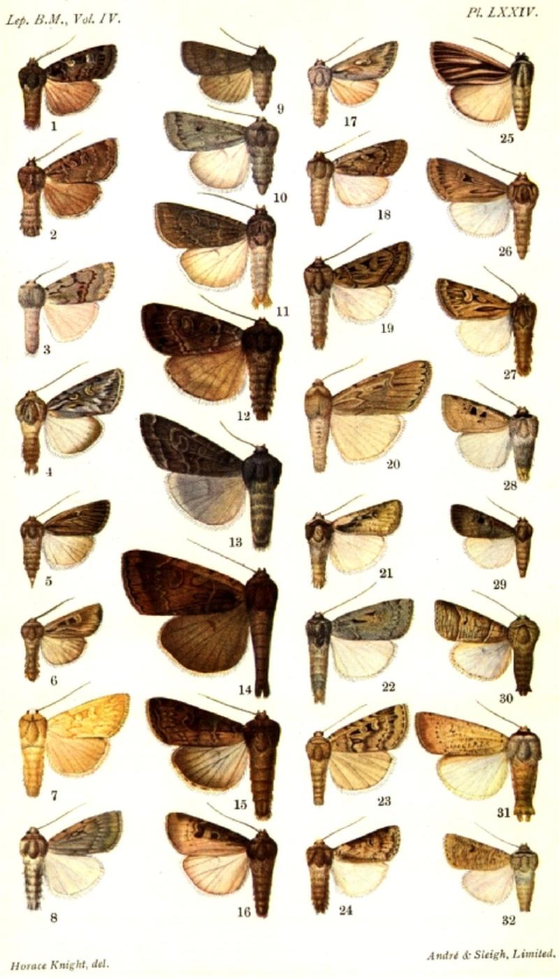 CATALOGUE-BM-PLATE LXXIV