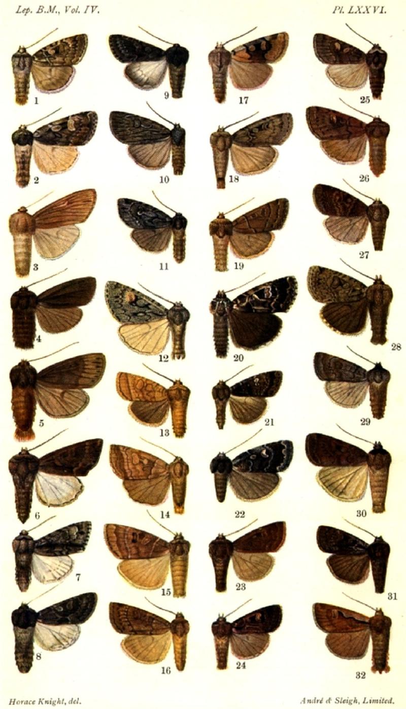 CATALOGUE-BM-PLATE LXXVI