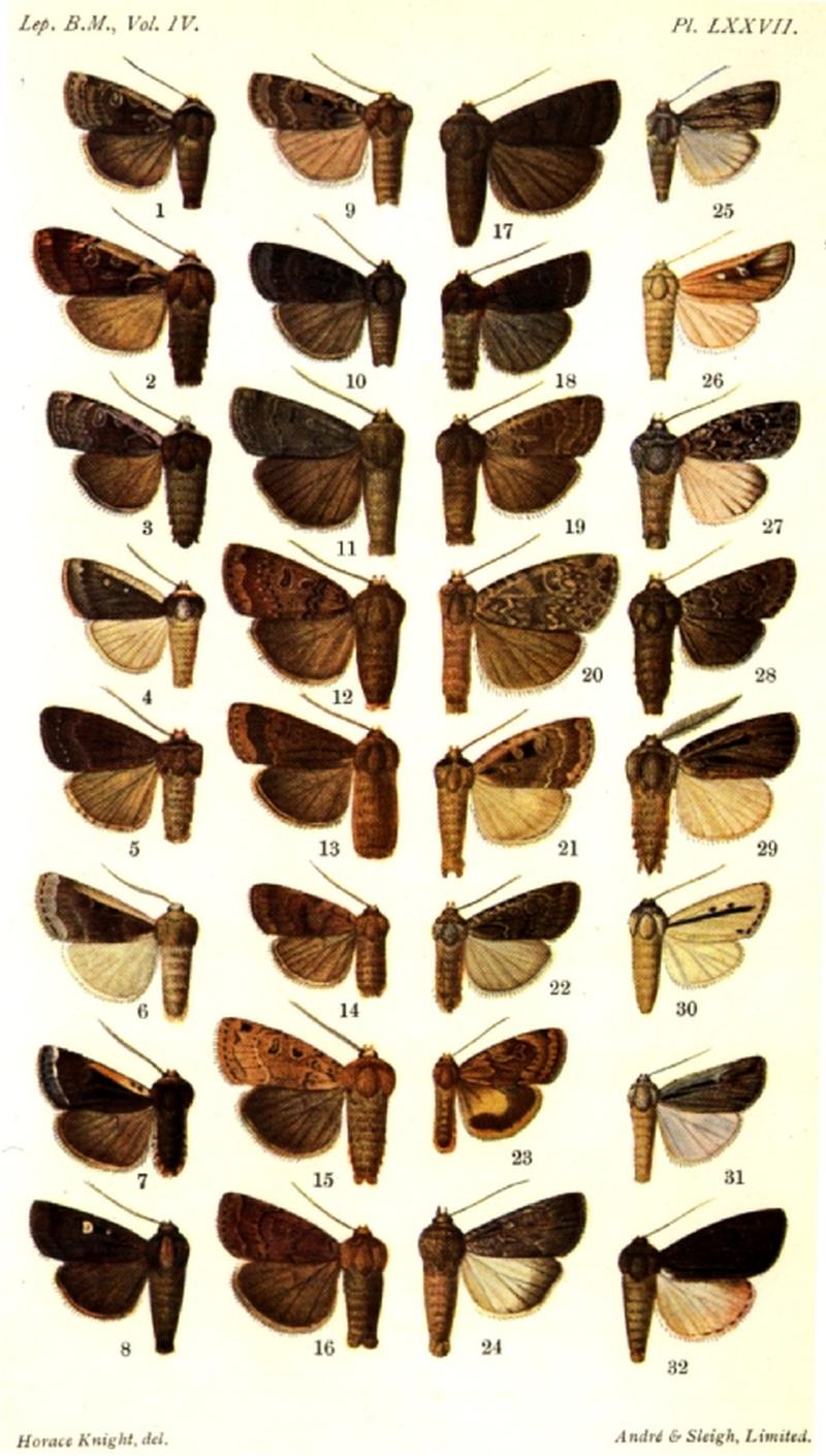 CATALOGUE-BM-PLATE LXXVII