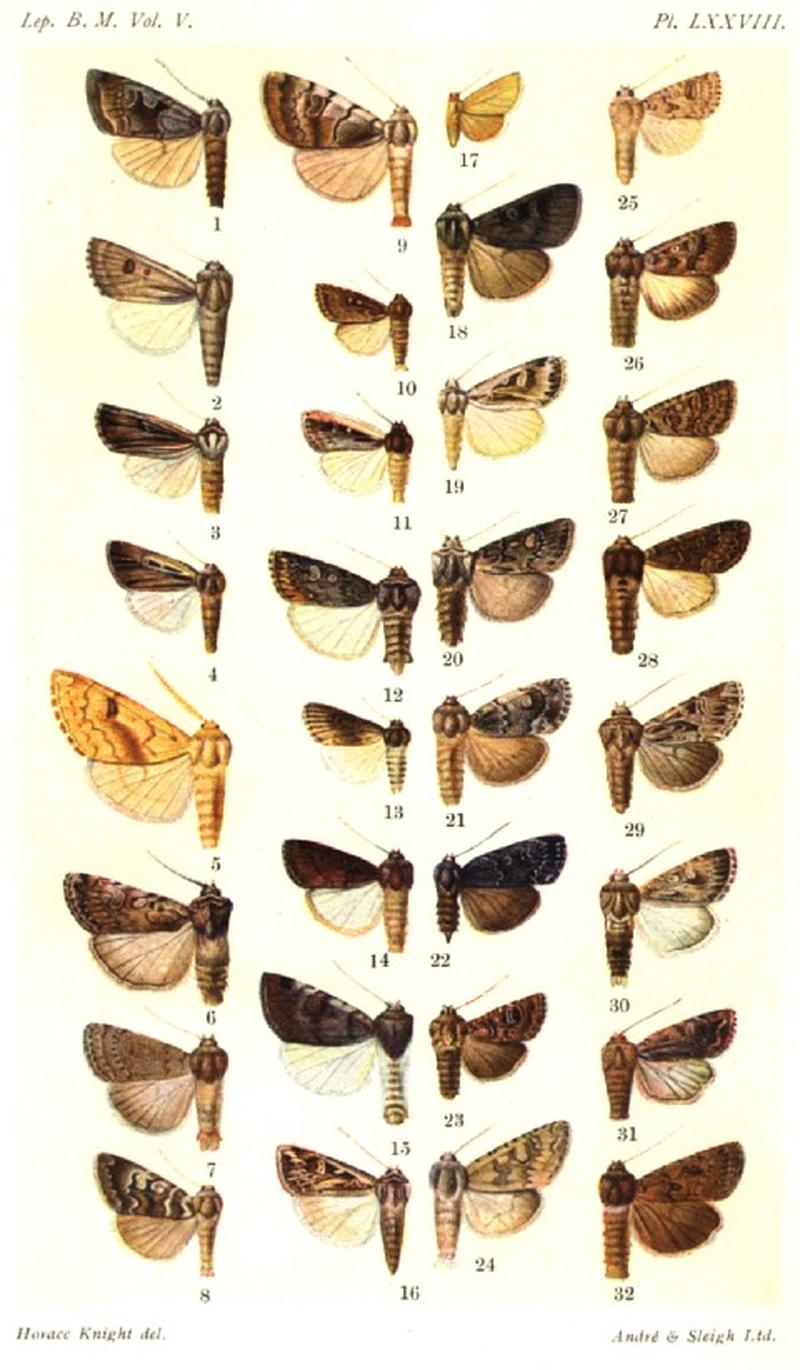 CATALOGUE-BM-PLATE LXXVIII