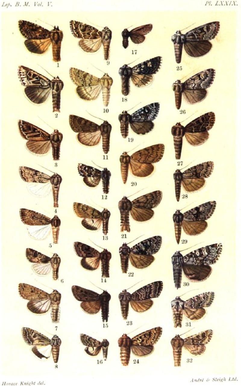 CATALOGUE-BM-PLATE LXXVIX