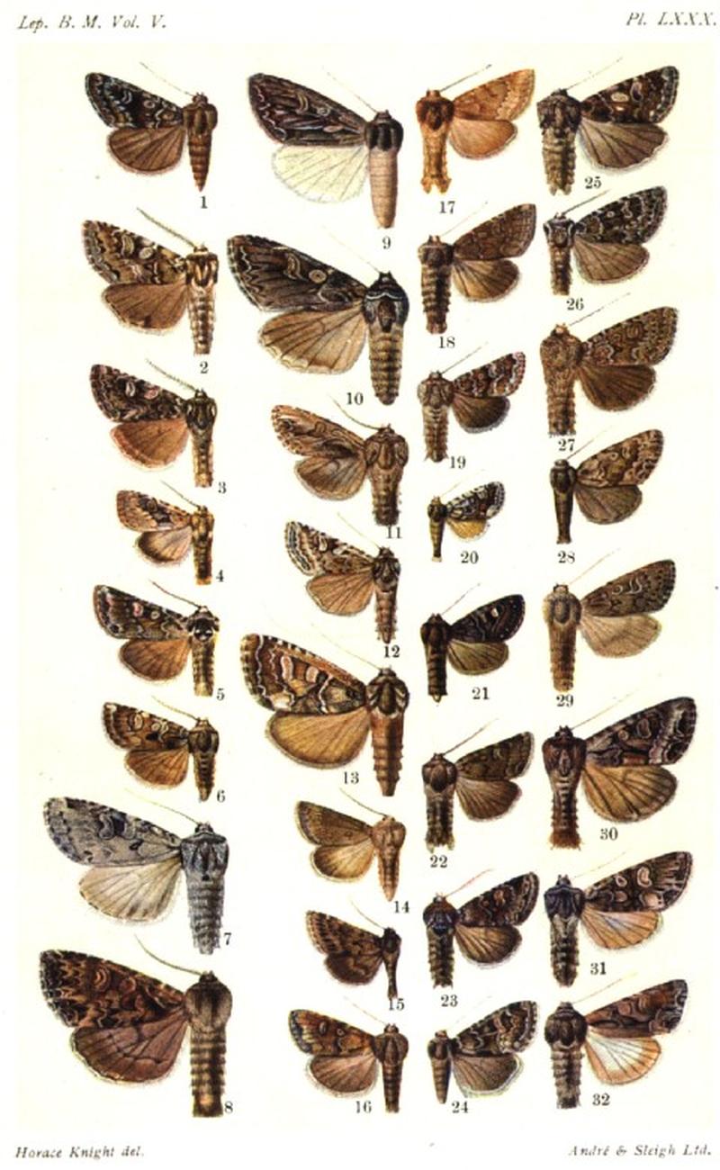 CATALOGUE-BM-PLATE LXXX