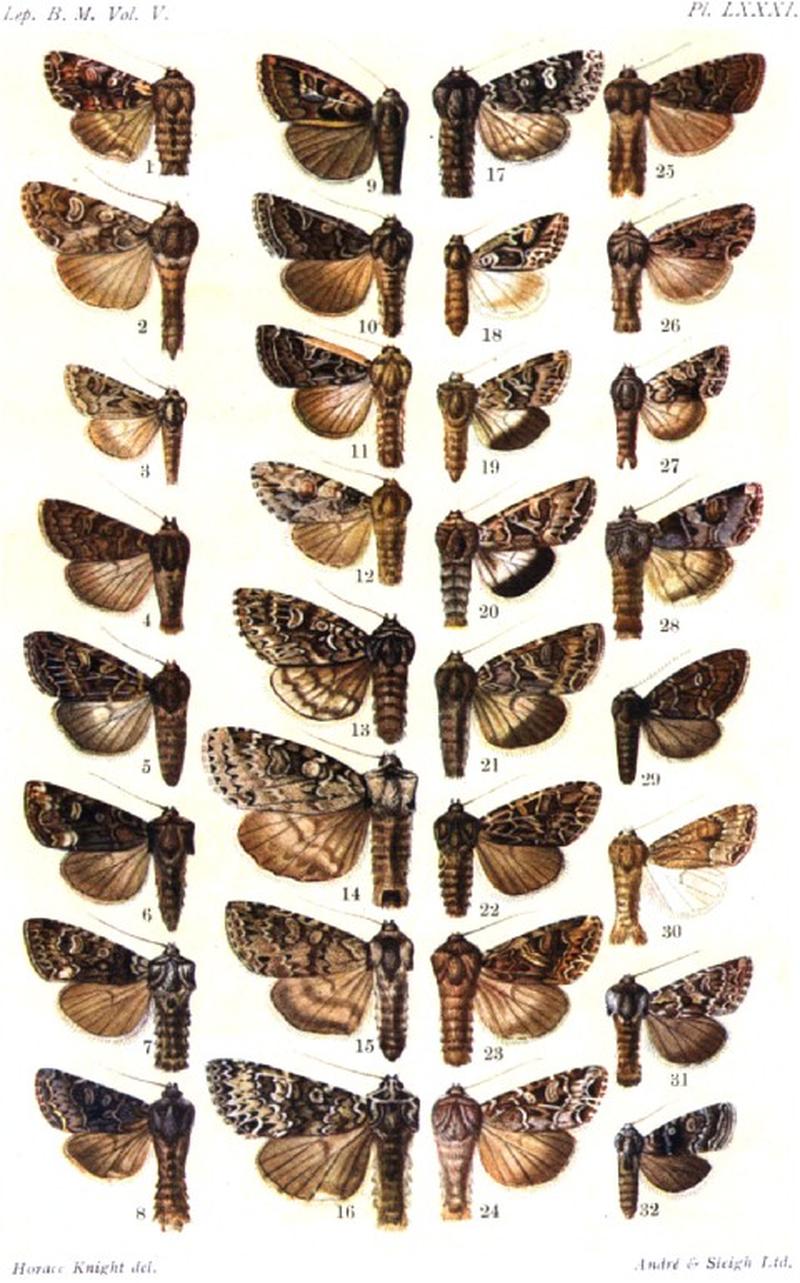 CATALOGUE-BM-PLATE LXXXI