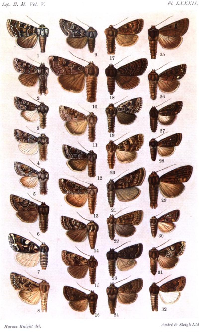 CATALOGUE-BM-PLATE LXXXII