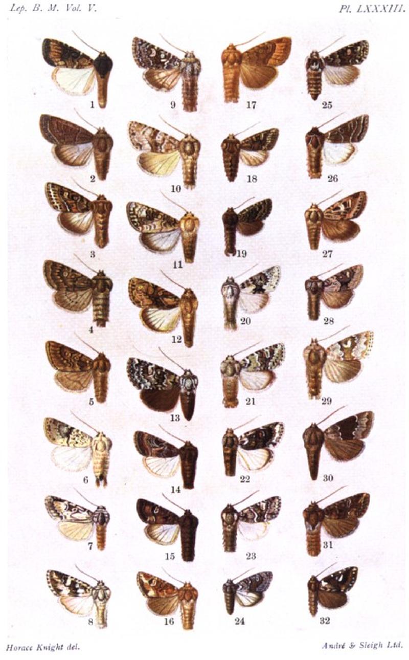 CATALOGUE-BM-PLATE LXXXIII