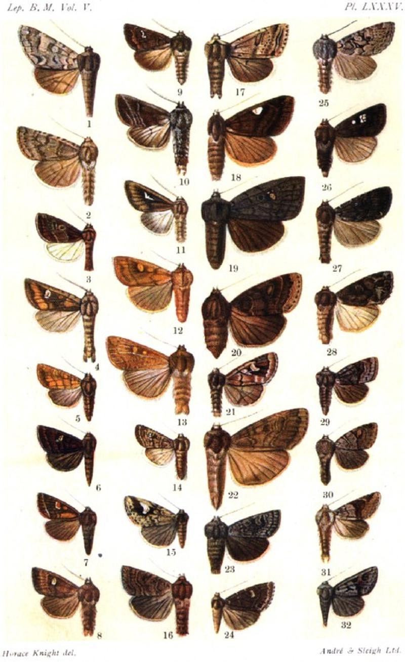 CATALOGUE-BM-PLATE LXXXV