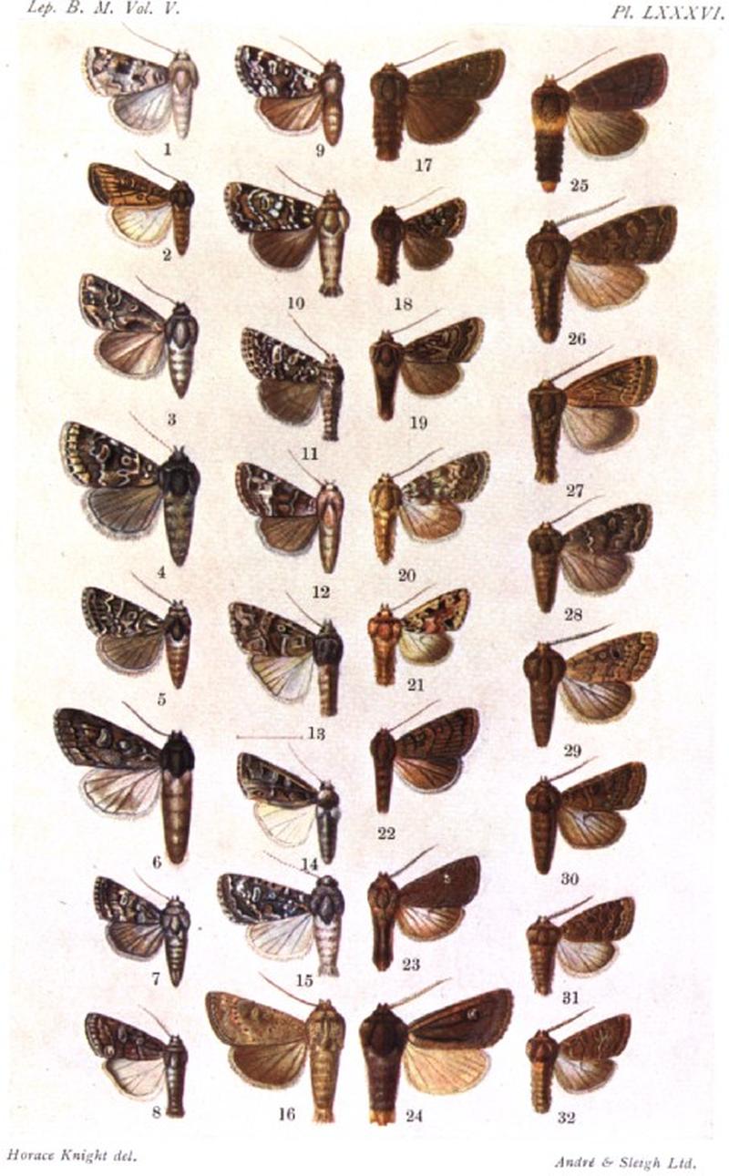 CATALOGUE-BM-PLATE LXXXVI