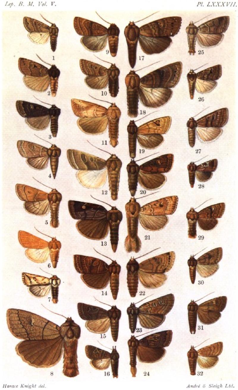 CATALOGUE-BM-PLATE LXXXVII