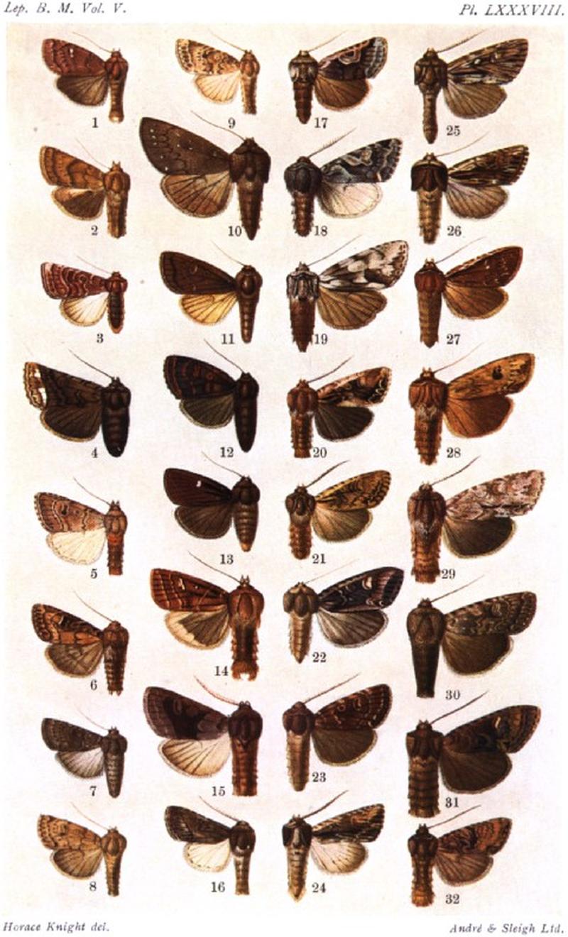 CATALOGUE-BM-PLATE LXXXVIII