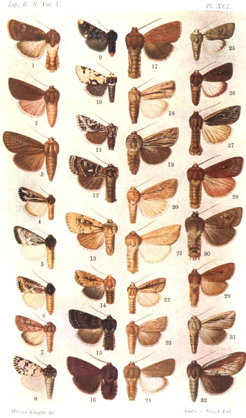 CATALOGUE-BM-PLATE XCI