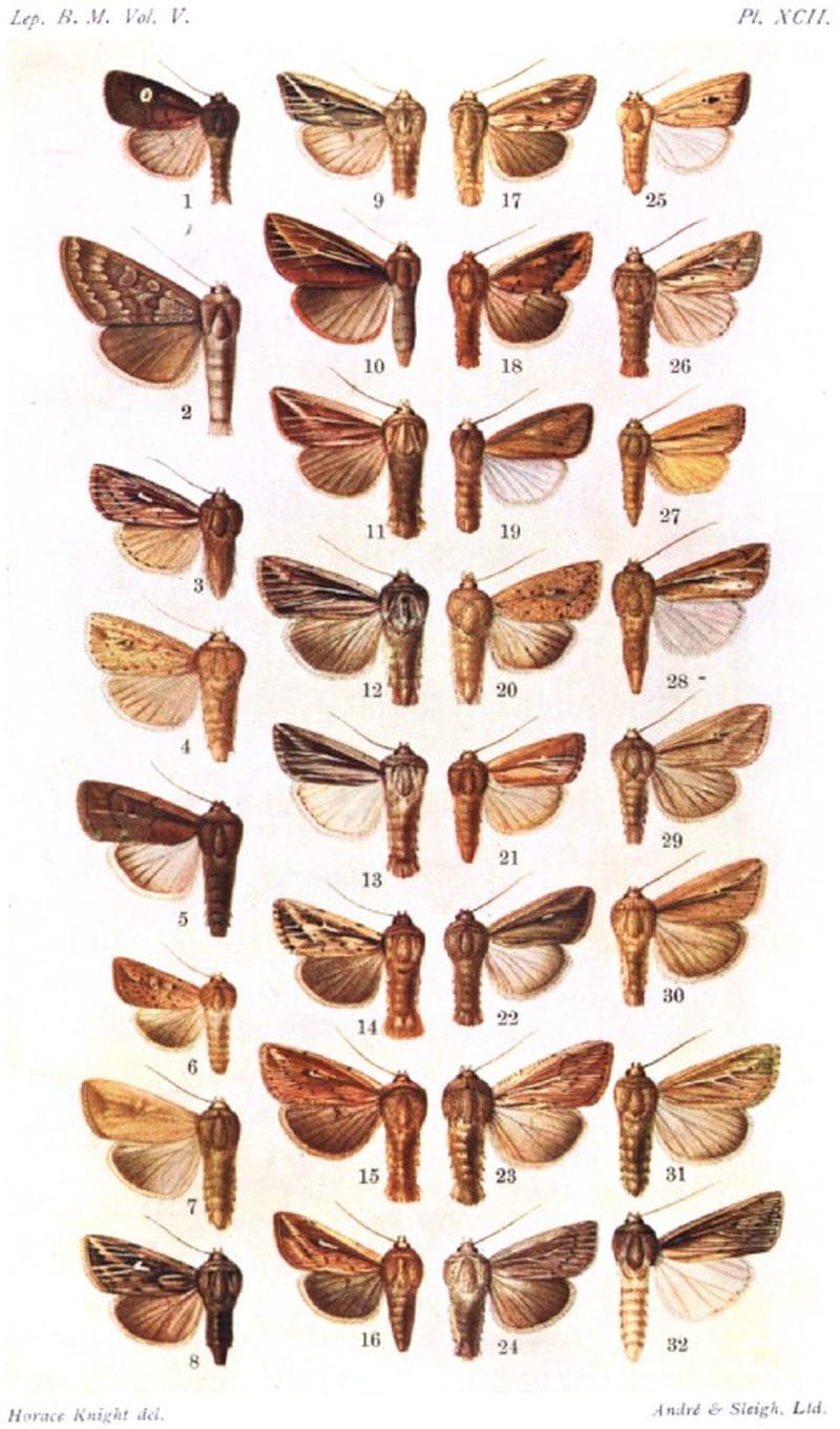 CATALOGUE-BM-PLATE XCII