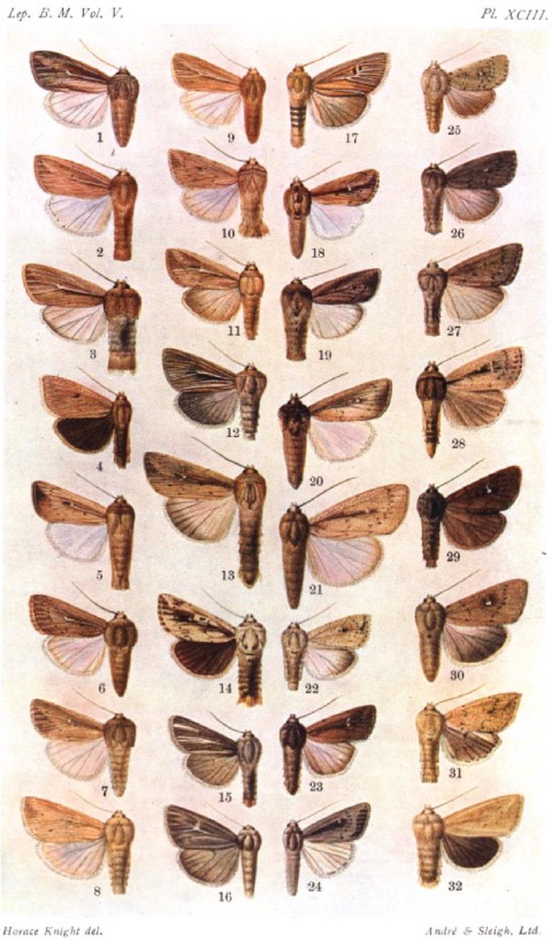CATALOGUE-BM-PLATE XCIII