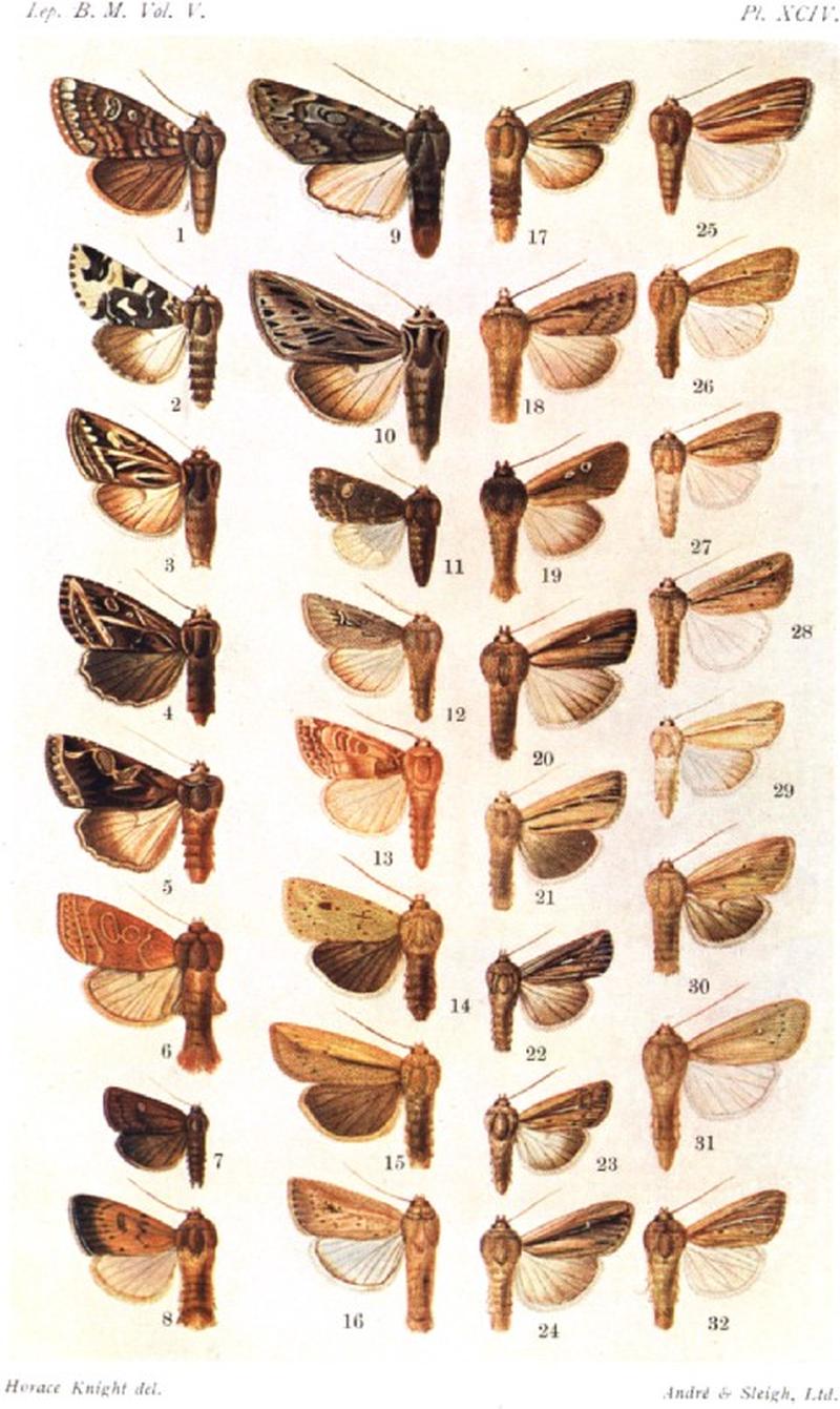 CATALOGUE-BM-PLATE XCIV