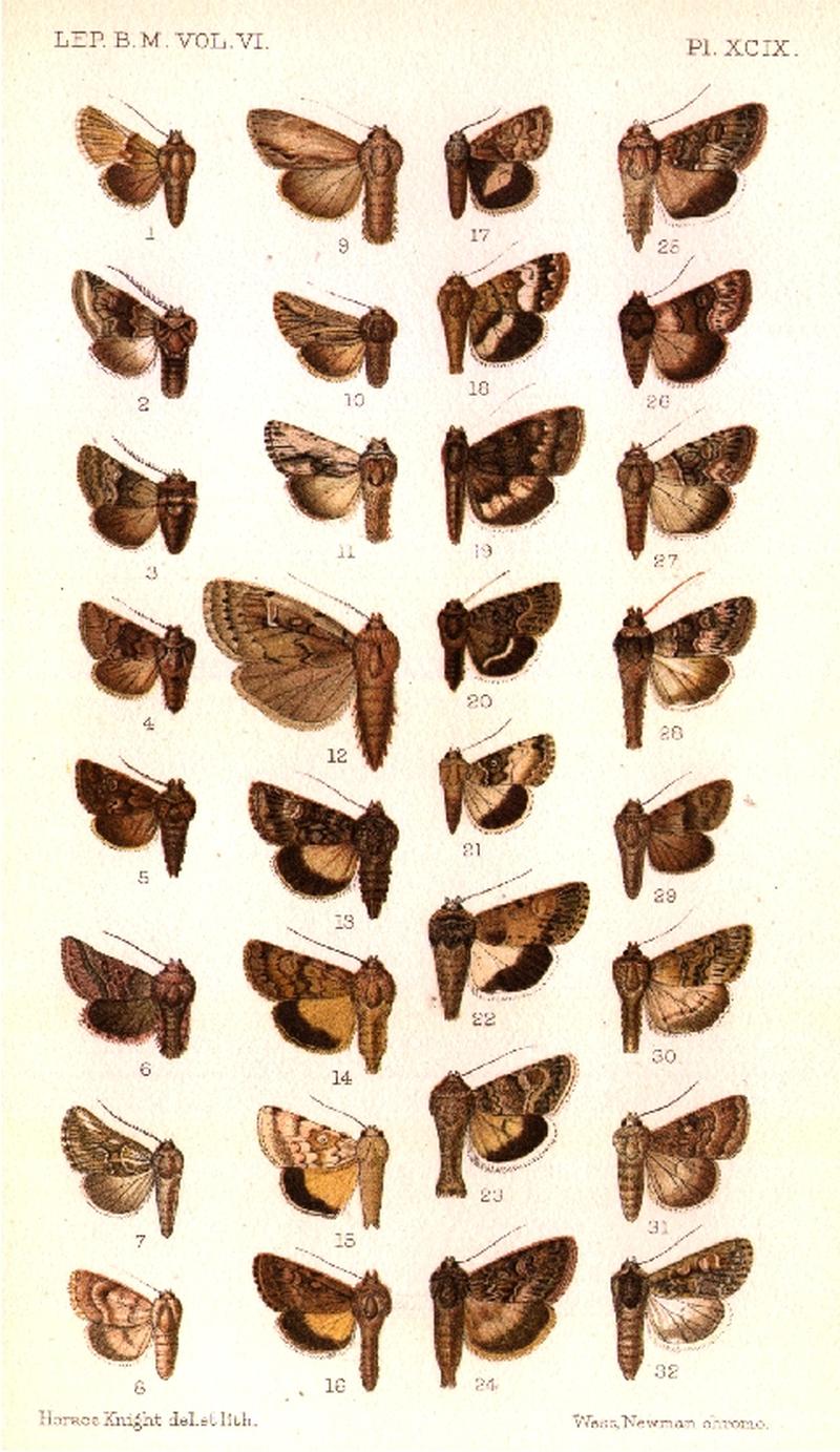 CATALOGUE-BM-PLATE XCIX