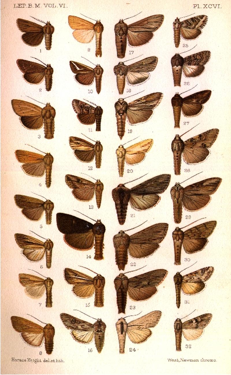 CATALOGUE-BM-PLATE XCVI