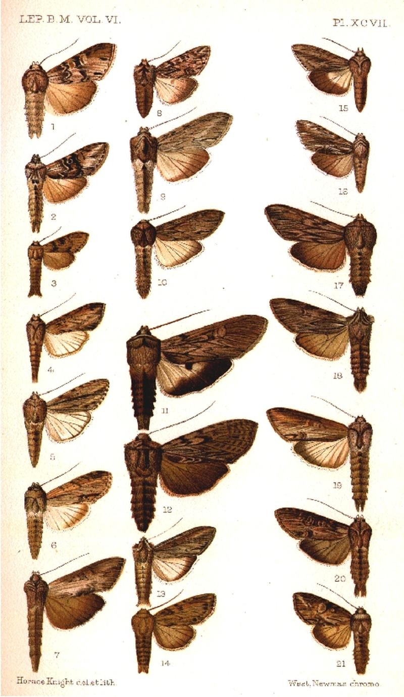 CATALOGUE-BM-PLATE XCVII