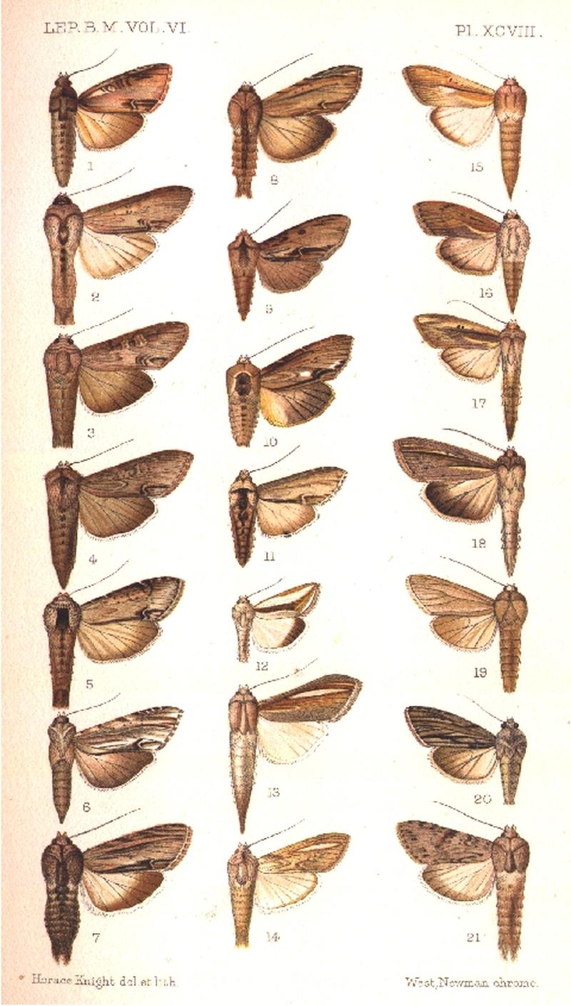 CATALOGUE-BM-PLATE XCVIII