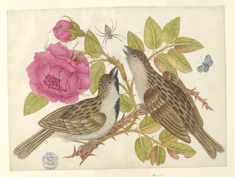 Pair of Brown Birds on Rose Stem with Butterfly and Spider