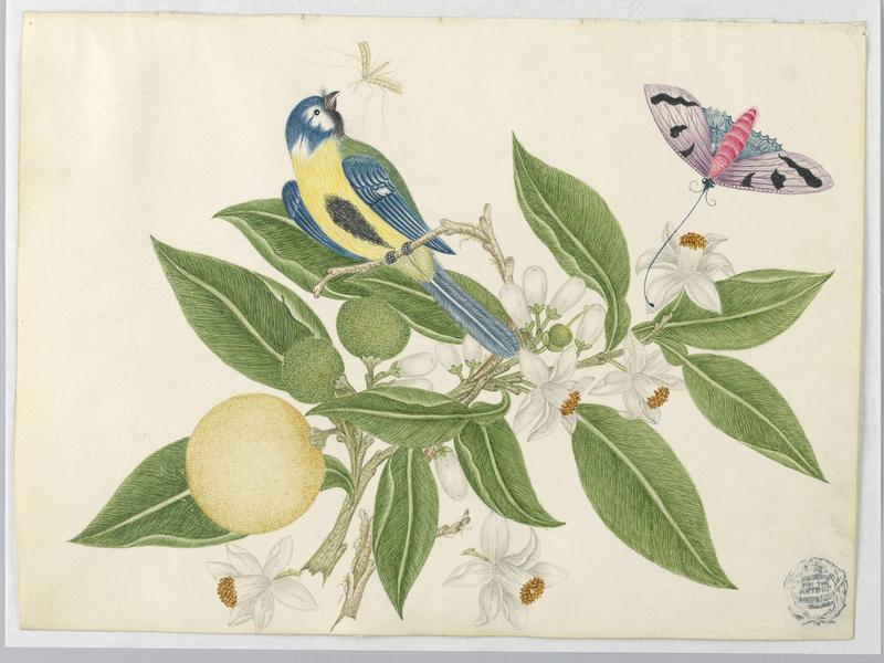 Bird on an Orange Branch, with Butterfly