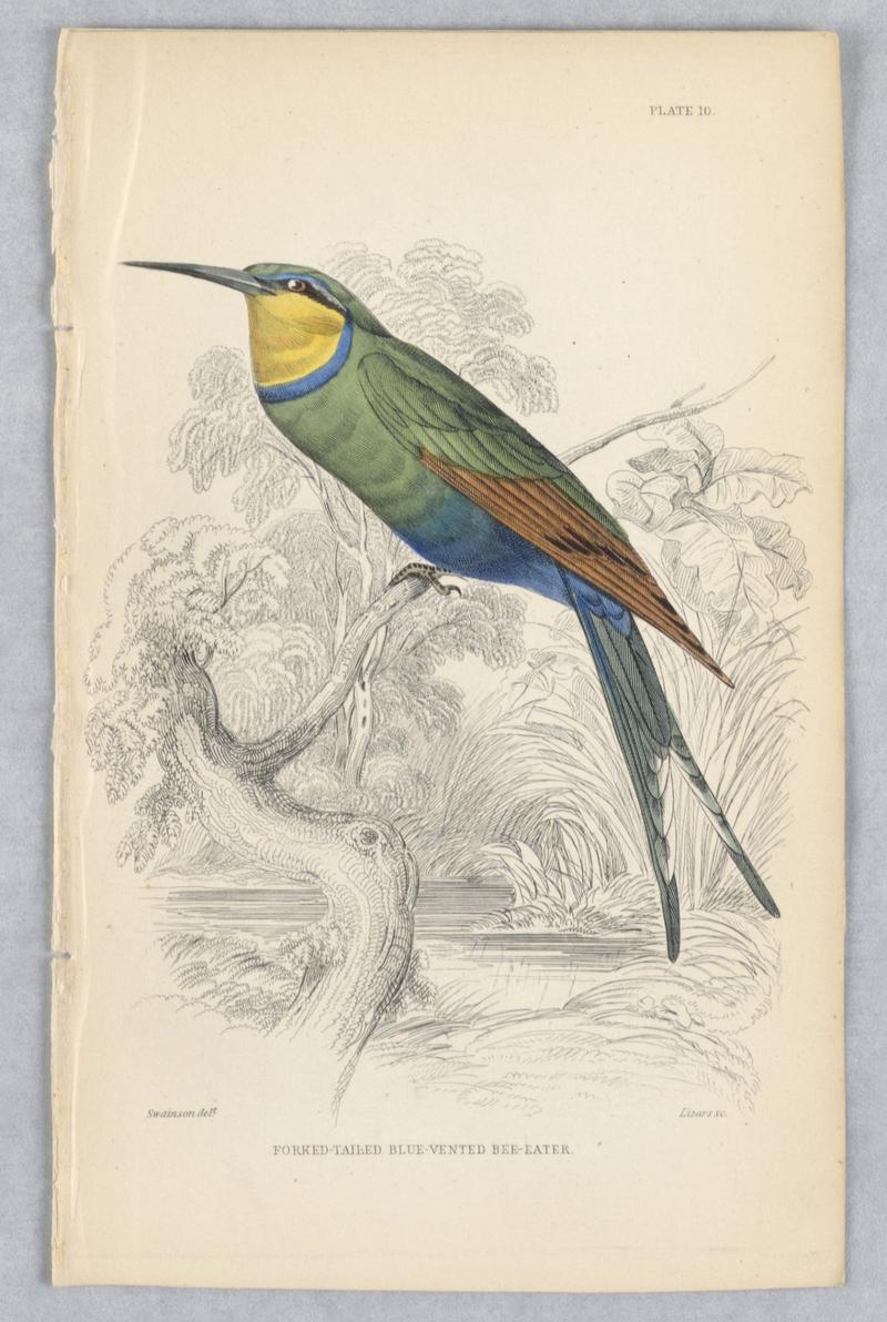 Fork-Tailed Blue-Vented Bee-Eater, Plate 10 from Birds of Western Africa